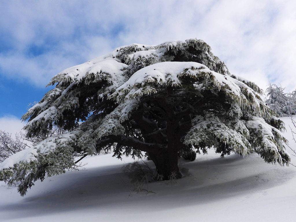 Image Credits Al Shouf Reserve..