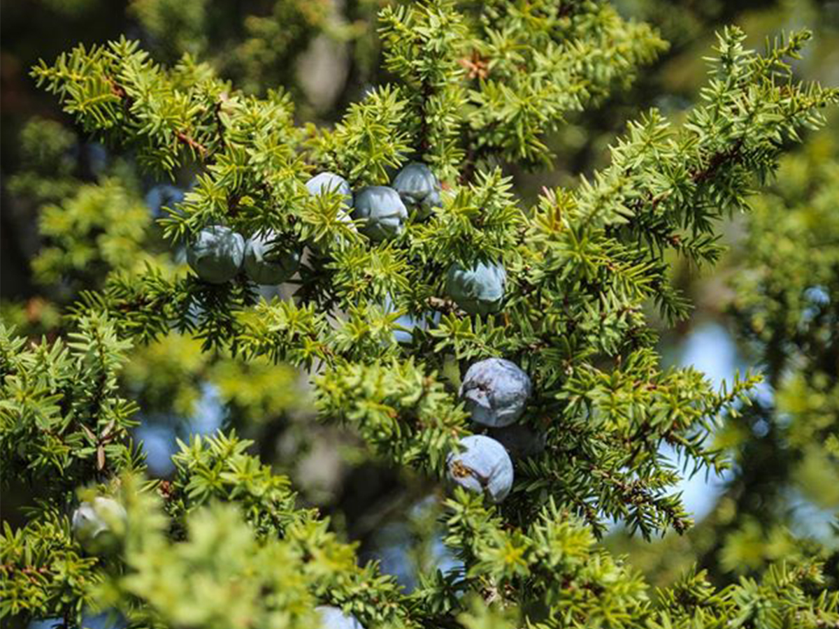 A SURVIVOR WAS BORN THEY CALLED IT #JUNIPER – The Mountains Magazine