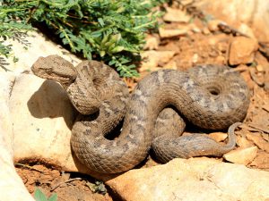 Lebanon mountain viper (Montivipera bornmuelleri) - Rami Khashab