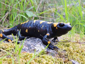 Near Eastern fire Salamander - Rami Khashab