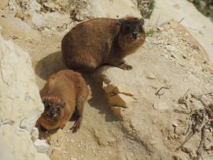 Rock Hyrax - Rami Khashab