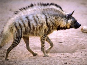 Striped Hyena