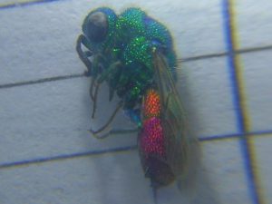 Chrysididae