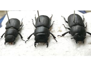 Dorcus Parallelepipedus - Abed Lhadi Saab