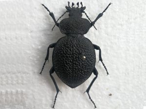 Procerus Syriacus phoeniceus