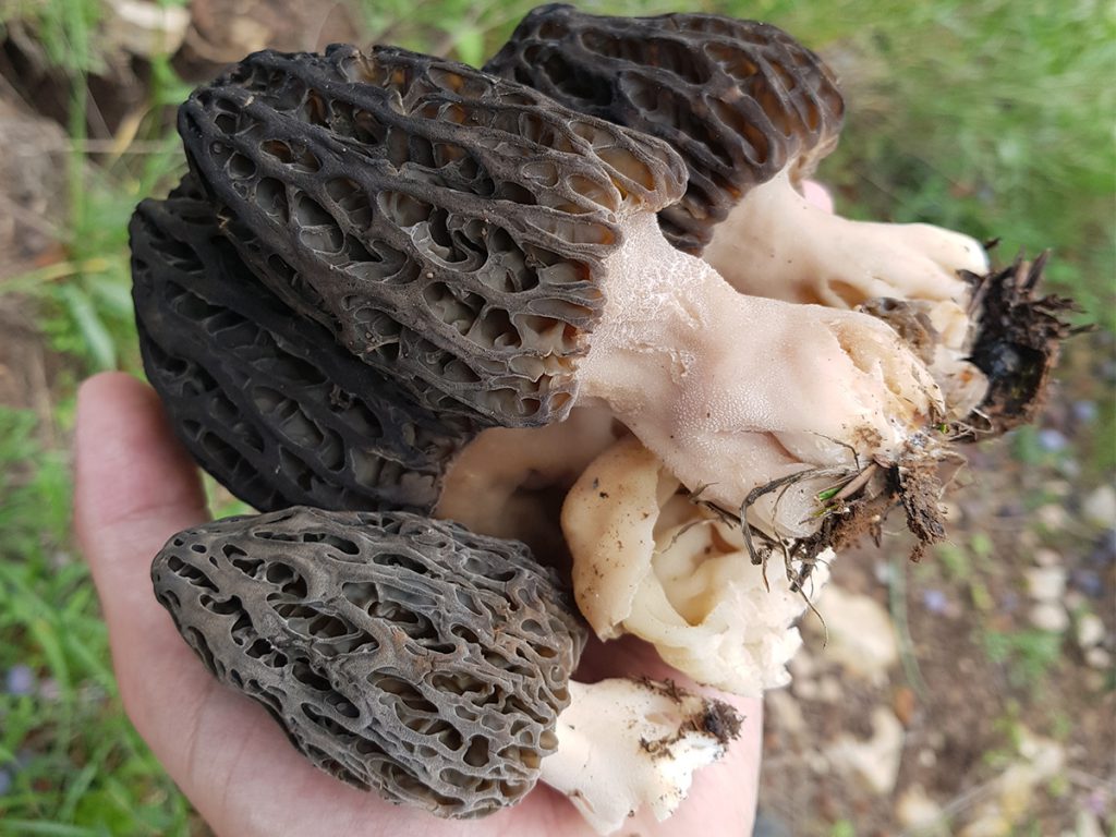 Morel Mushroom by Khaled Taleb