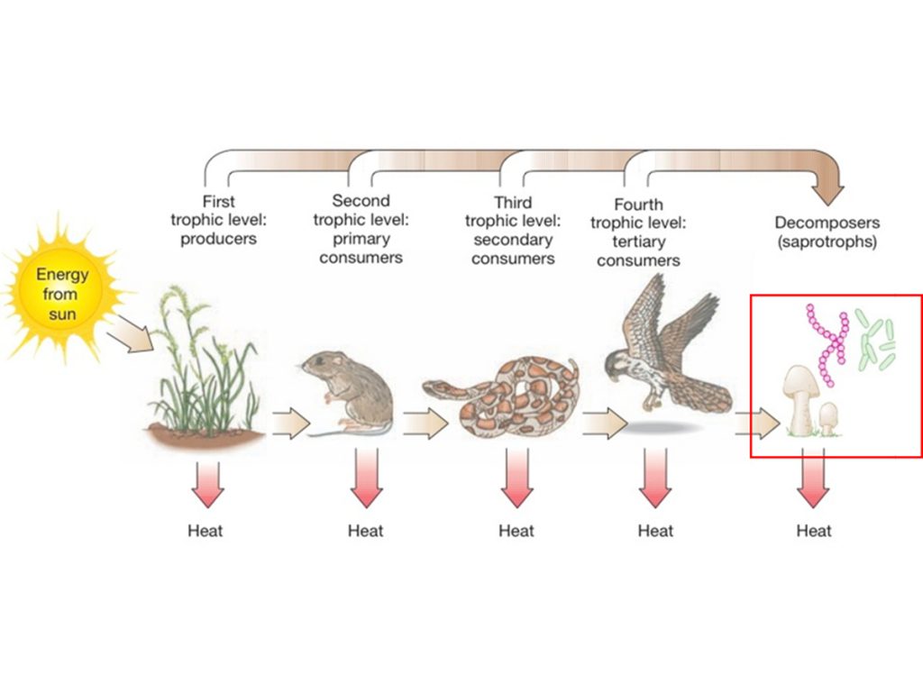 Natural regeneration cycles