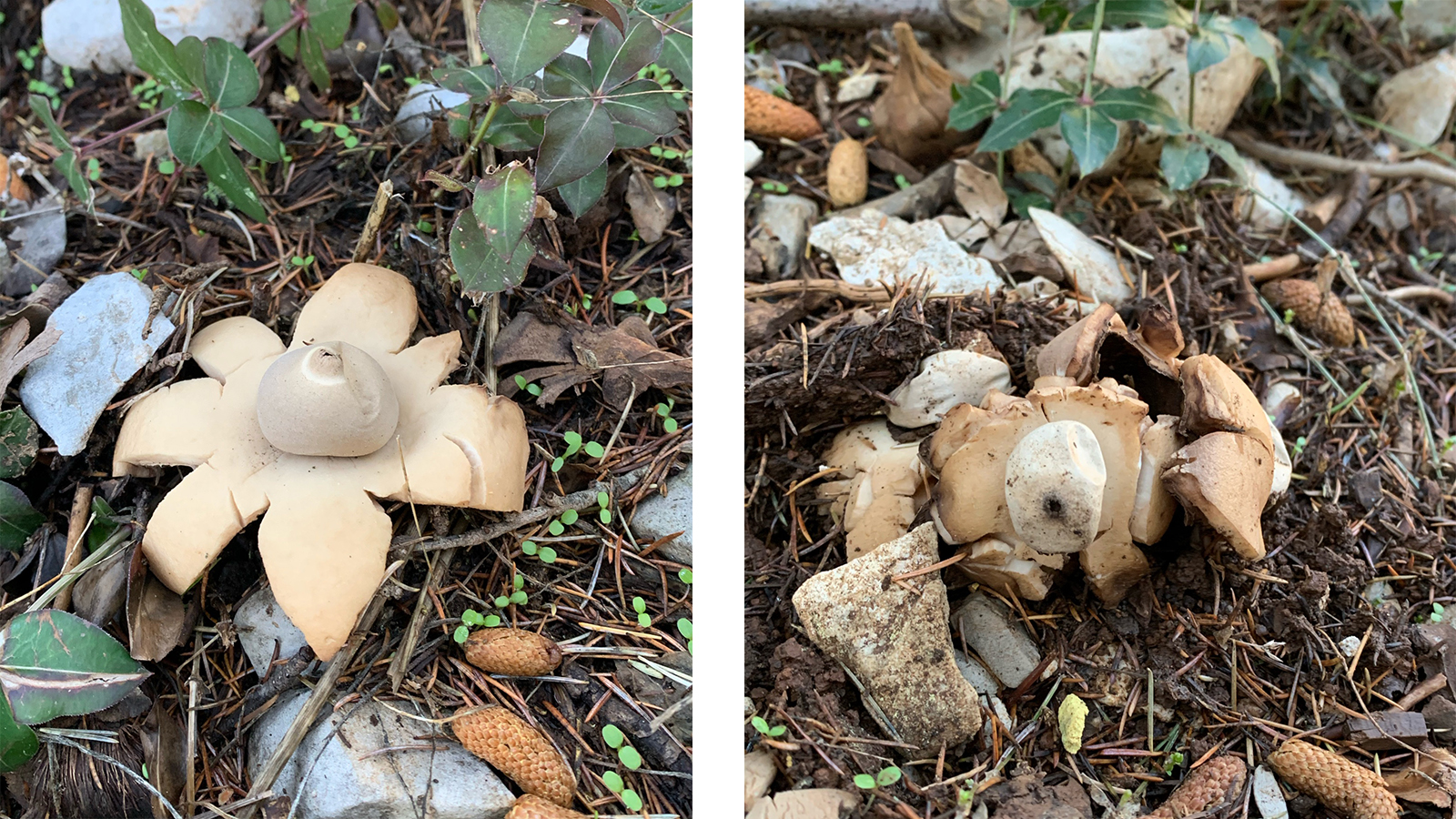 Left: A mature undamaged specimen of Geastrum triplex, Right: a damaged specimen that does not show anymore the morphological traits of the species enabling its identification. (Aïn Zhalta Cedar Forest, Nov. 2020. © Rana El Zein)