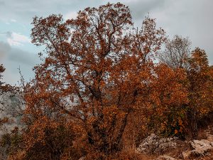 Fall is here - Yellow leaves