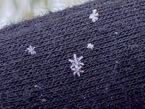 Stellar Dendrite snowflakes