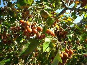 Sorbus torminalis fruits and leaves in Jaj