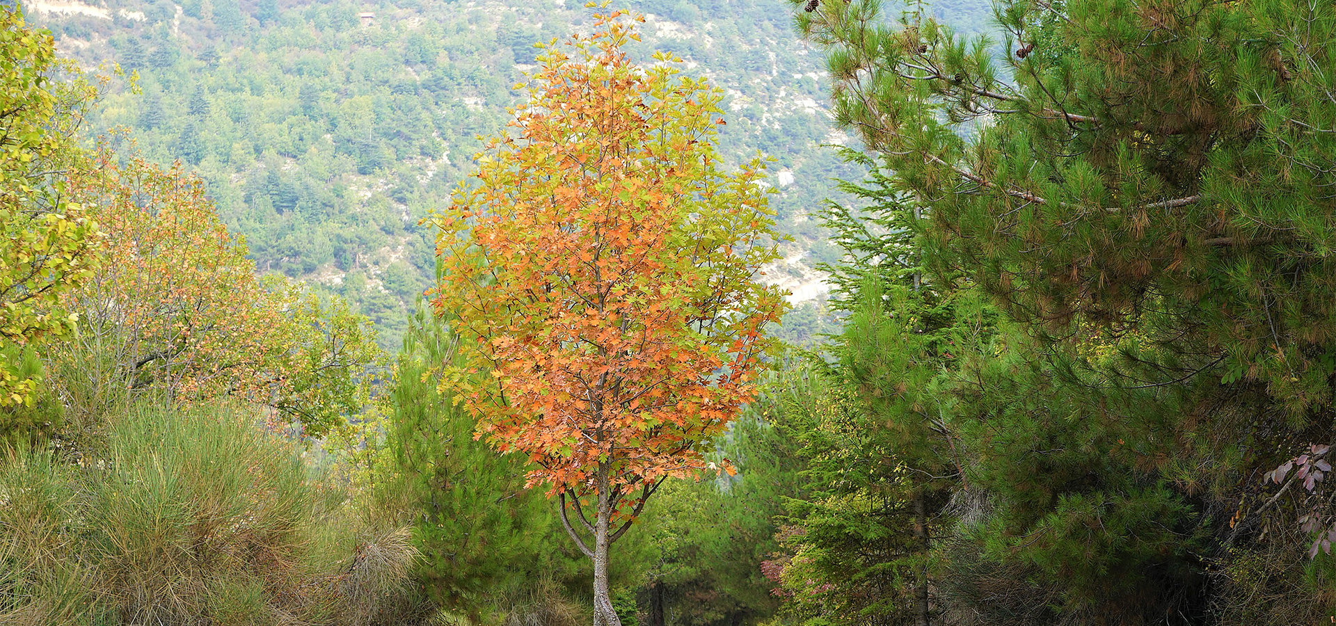 Sorbus torminalis tree cover