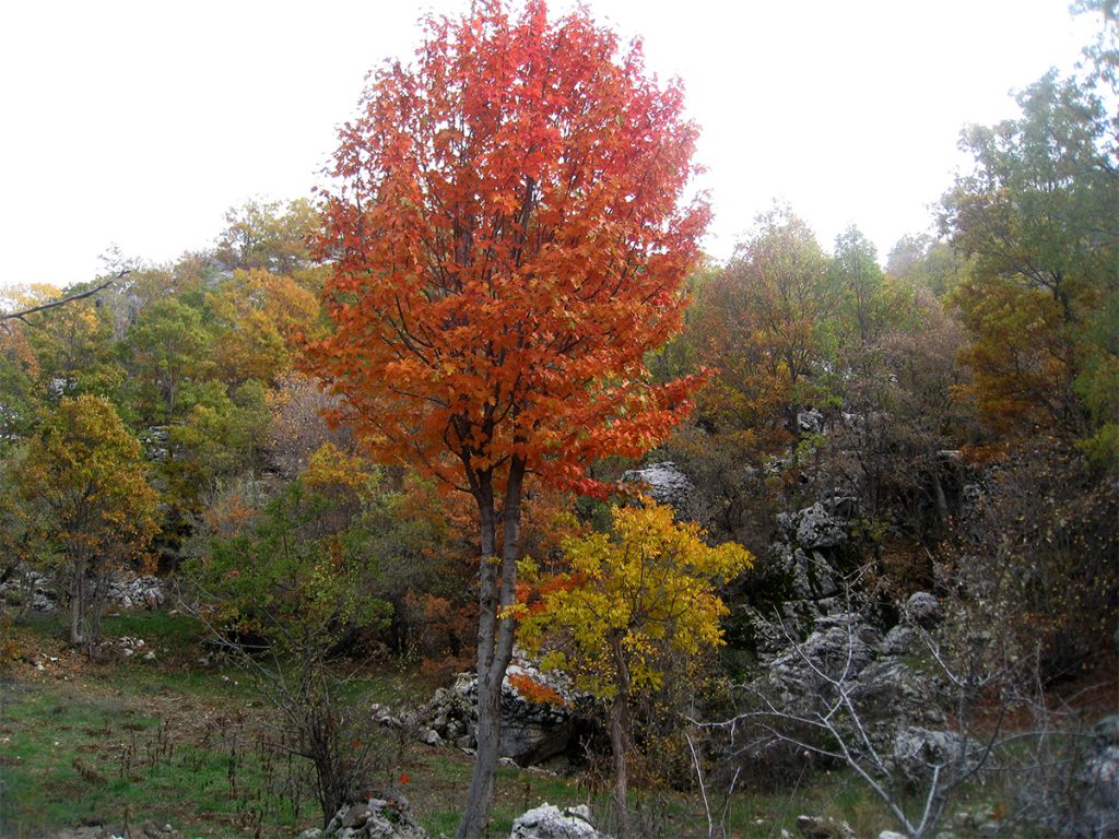 Sorbus torminalis in autumn in Ehmej