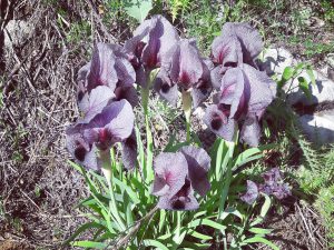 Iris sofarana