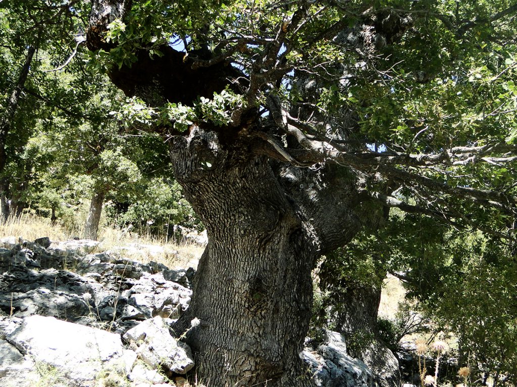 Kotschy Oak old trees in Aqoura