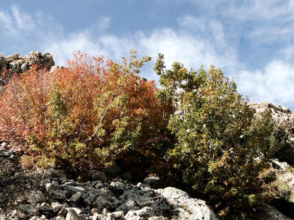 Kotschy Oak autumn colors in Ehden