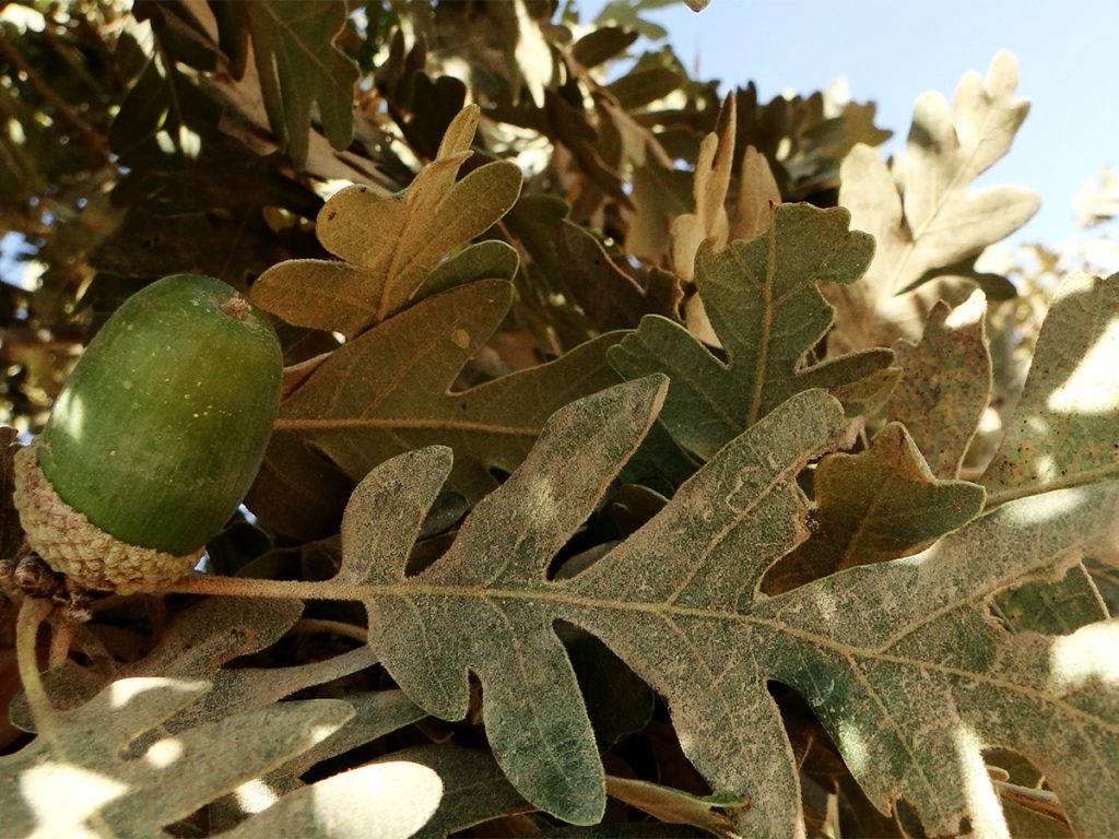 Kotschy Oak fruits and leaves in Jabal el Fouar