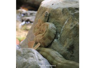 Blunt-nosed Viper (Macrovipera Lebetina Obtusa)