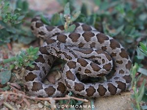 Coin-marked Snake (Hemorrhois Nummifer)