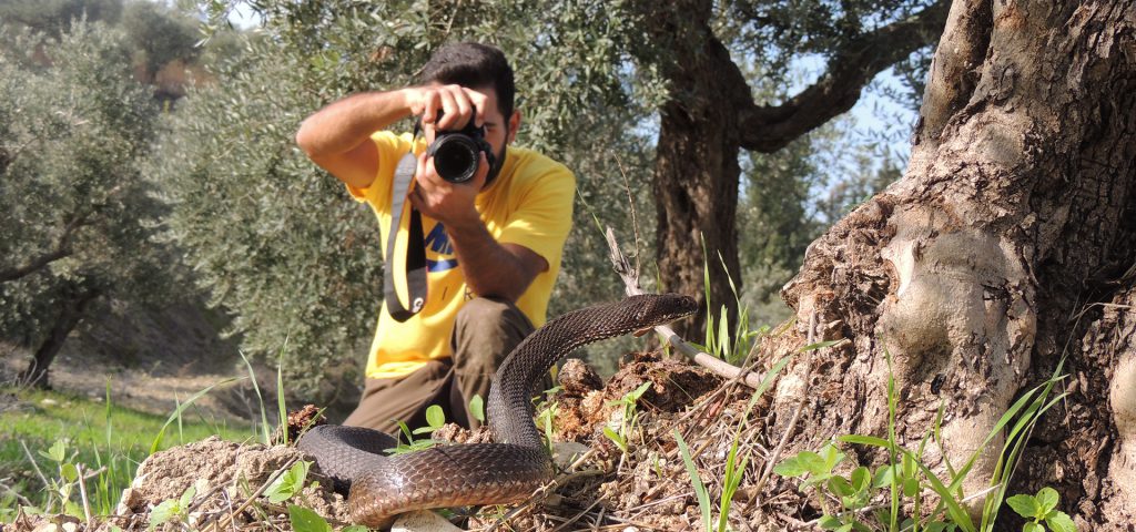 Spring Is Here.. “How To Deal With A Snake Encounter? - The Mountains ...