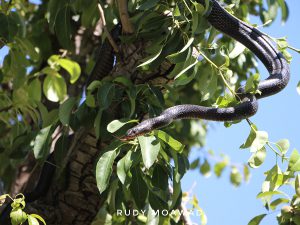 Large whip snake (Dolichophis Jugularis)