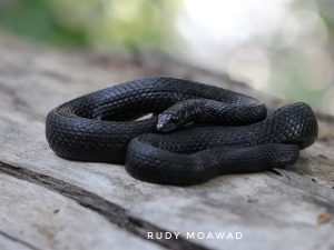 Melanistic Dice Snake (Natrix Tessellata)