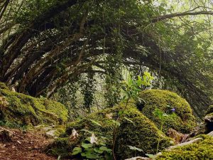 Bended trees on Beit Armid trail