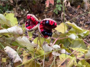 Paeonia Kesrouanensis