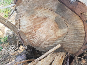 Fig 1 - Pine stump cut, Hasbaya el Metn