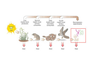 Natural regeneration cycles