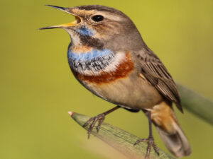 Bluethroat