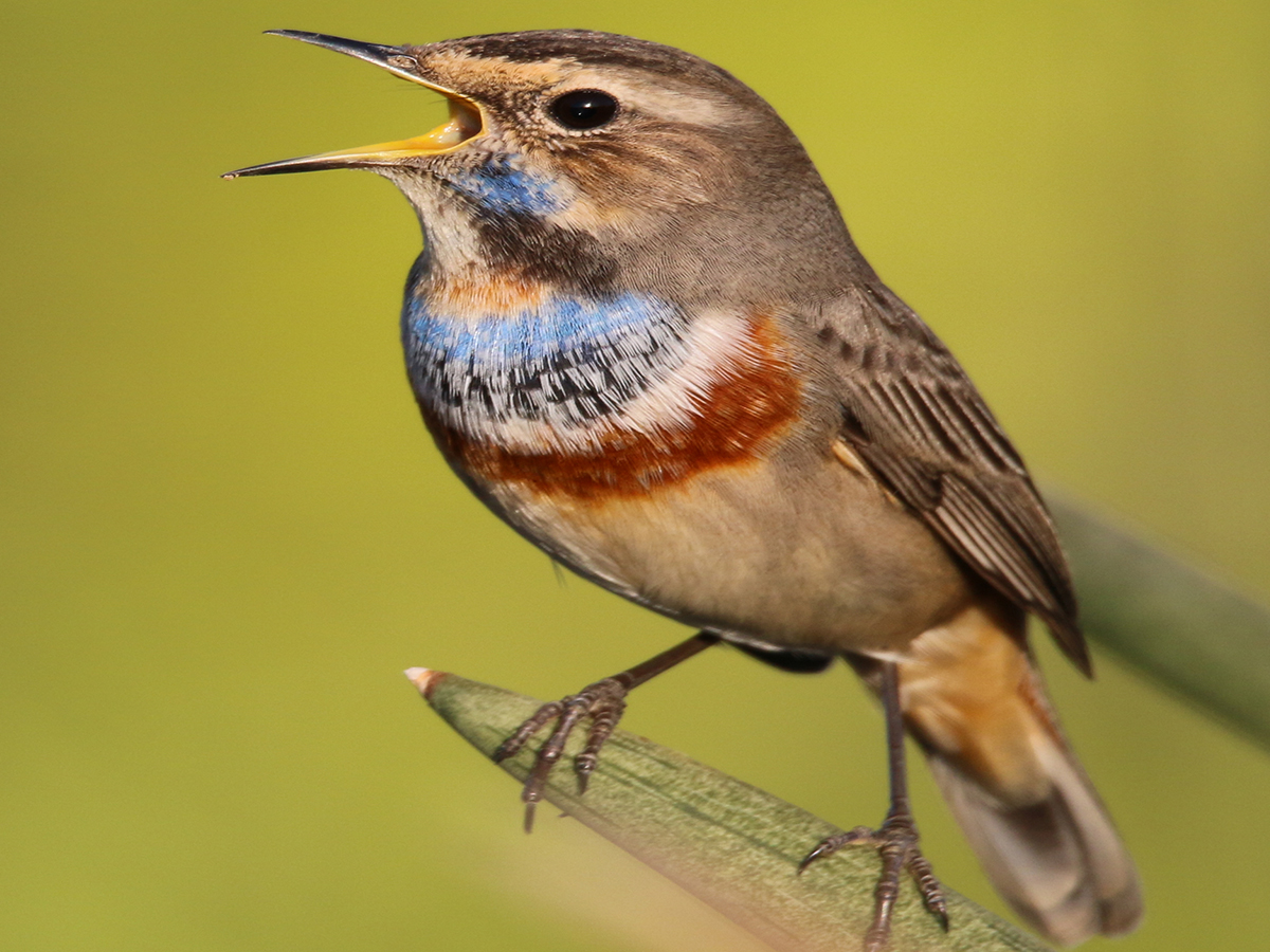 Birds of Lebanon Introduction The Mountains Magazine Lebanon