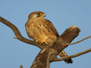 Common Kestrel