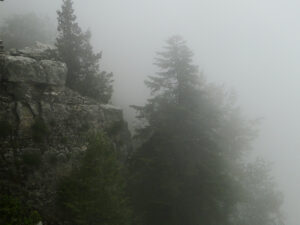 Abies cilicica in the fog in Qmamin forest - Dr Jean Stephan