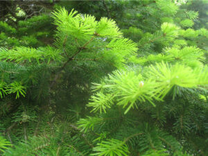 Abies cilicica needles in spring - Dr Jean Stephan