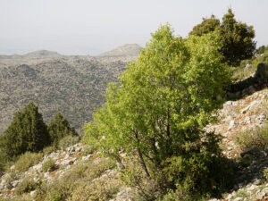 Acer hermoneum and Juniperus excelsa in Ain Ata - Dr Jean Stephan
