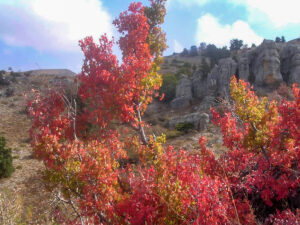 Acer hermoneum fall colors in Tannourine - Dr Jean Stephan