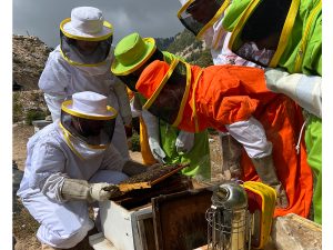 Beekeeping