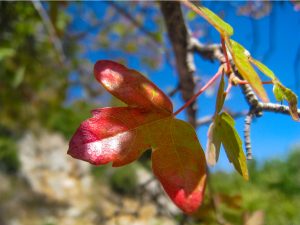 Acer hermoneum leaf in early autumn Dr Jean Stephan