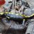 Salamander