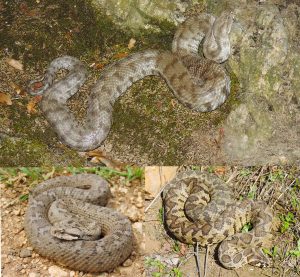 Blunt-nosed Viper - Lebanon Mountain Viper - Palestinian Viper