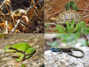 Brindled skink - Greek Tortoise - Lemon-yellow Tree Frog - Lebanon Lizard