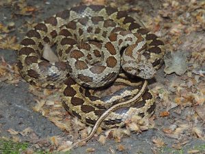 Coin-marked Snake (Hemorrhois nummifer)