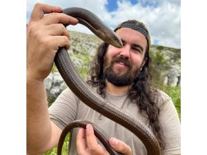 Levant Glass Lizard (Pseudopus apodus levantinos) - Rami Khashab