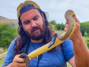 Levant rat snake (Elaphe druzei) - Rami Khashab