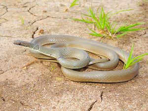 Red Whip Snake (Platyceps collaris)