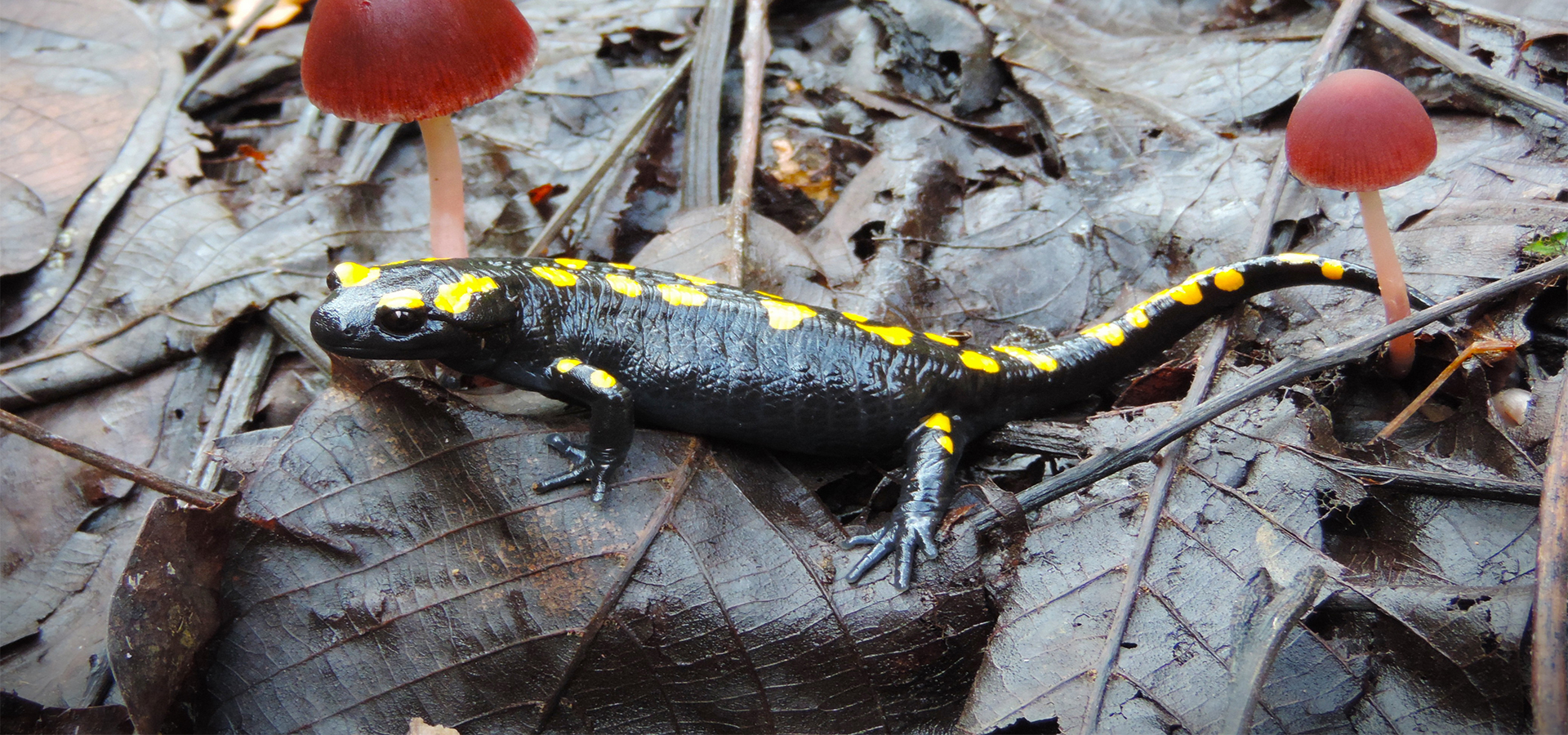 Salamander