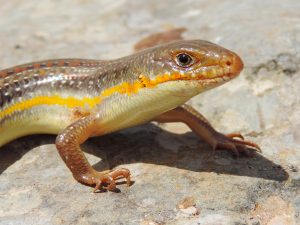 Schneider's Skink (Eumeces schneideri)